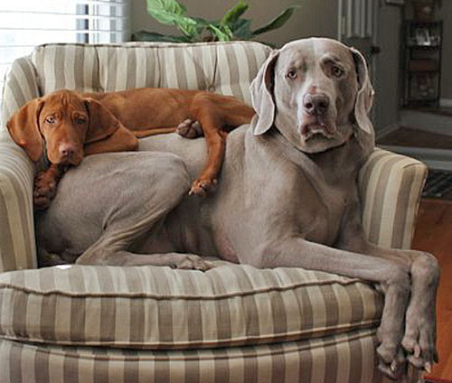 Vizsla Dog Bed Vizsla Dog Bed
